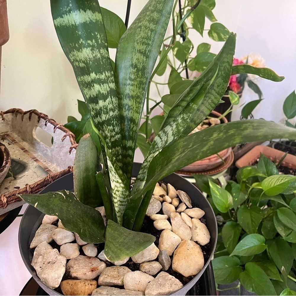 Baby Snake Plant in soil Potted In Mini Ceramic Planter 2.5โx 3.25โ. โJโ Initial - Picture 4 of 6